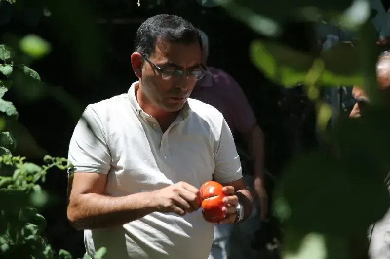 Alanya'da ata tohumu zincirleme üretimle çoğaltılıyor