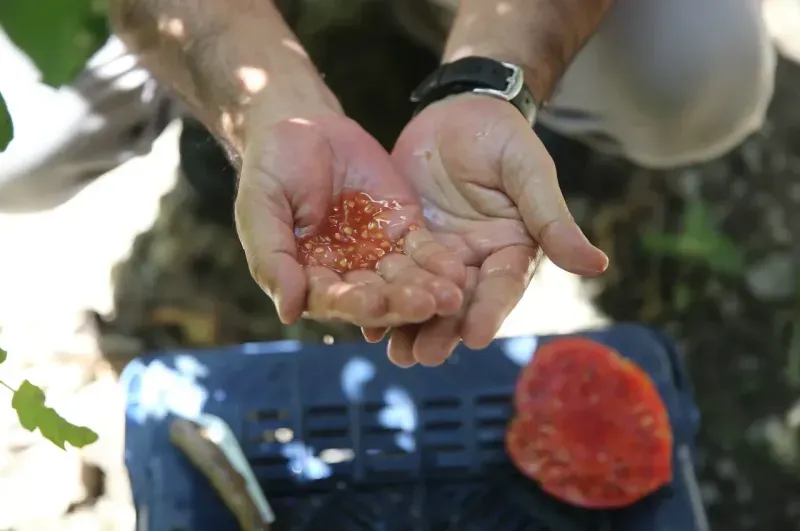 Alanya'da ata tohumu zincirleme üretimle çoğaltılıyor